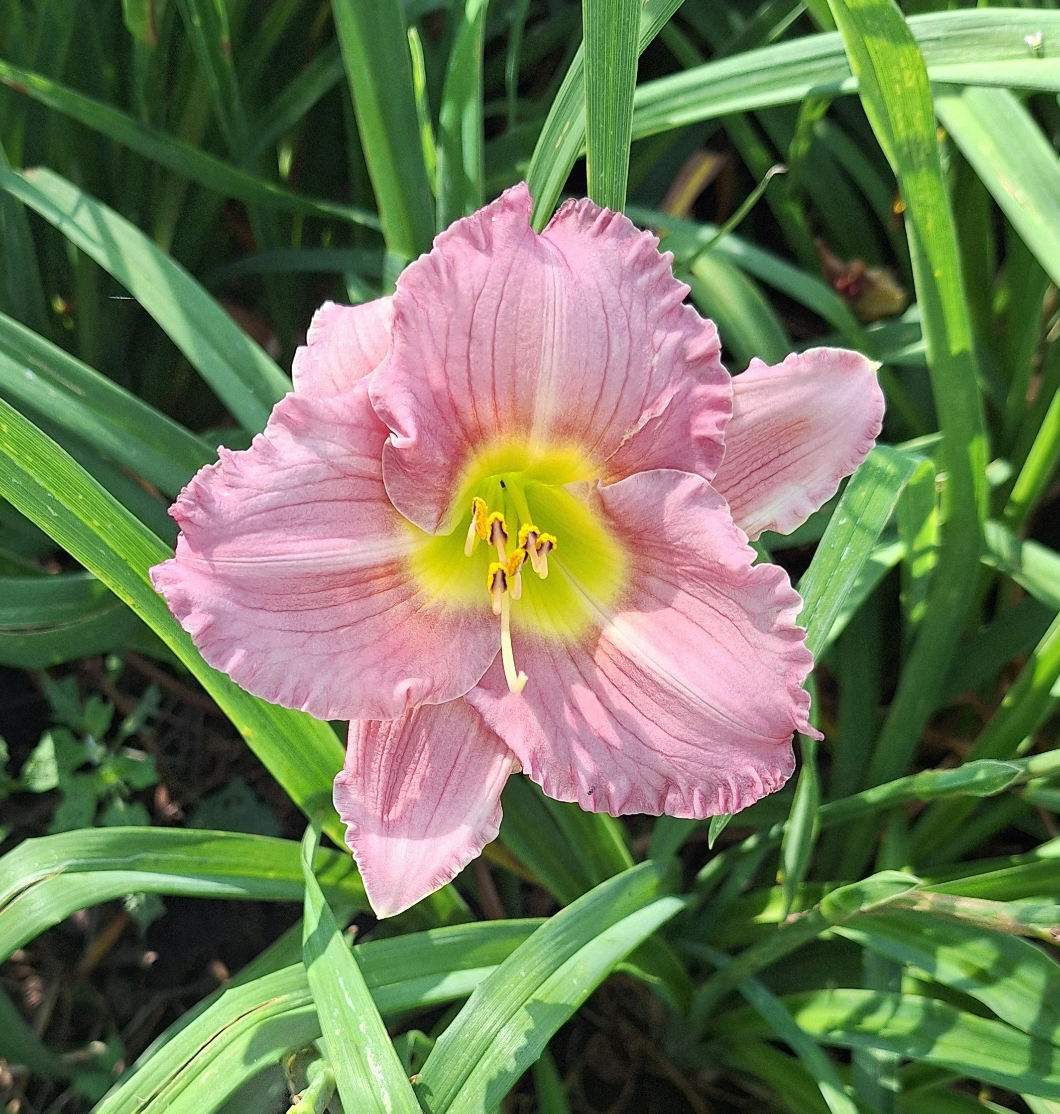 Pastures Of Pleasure