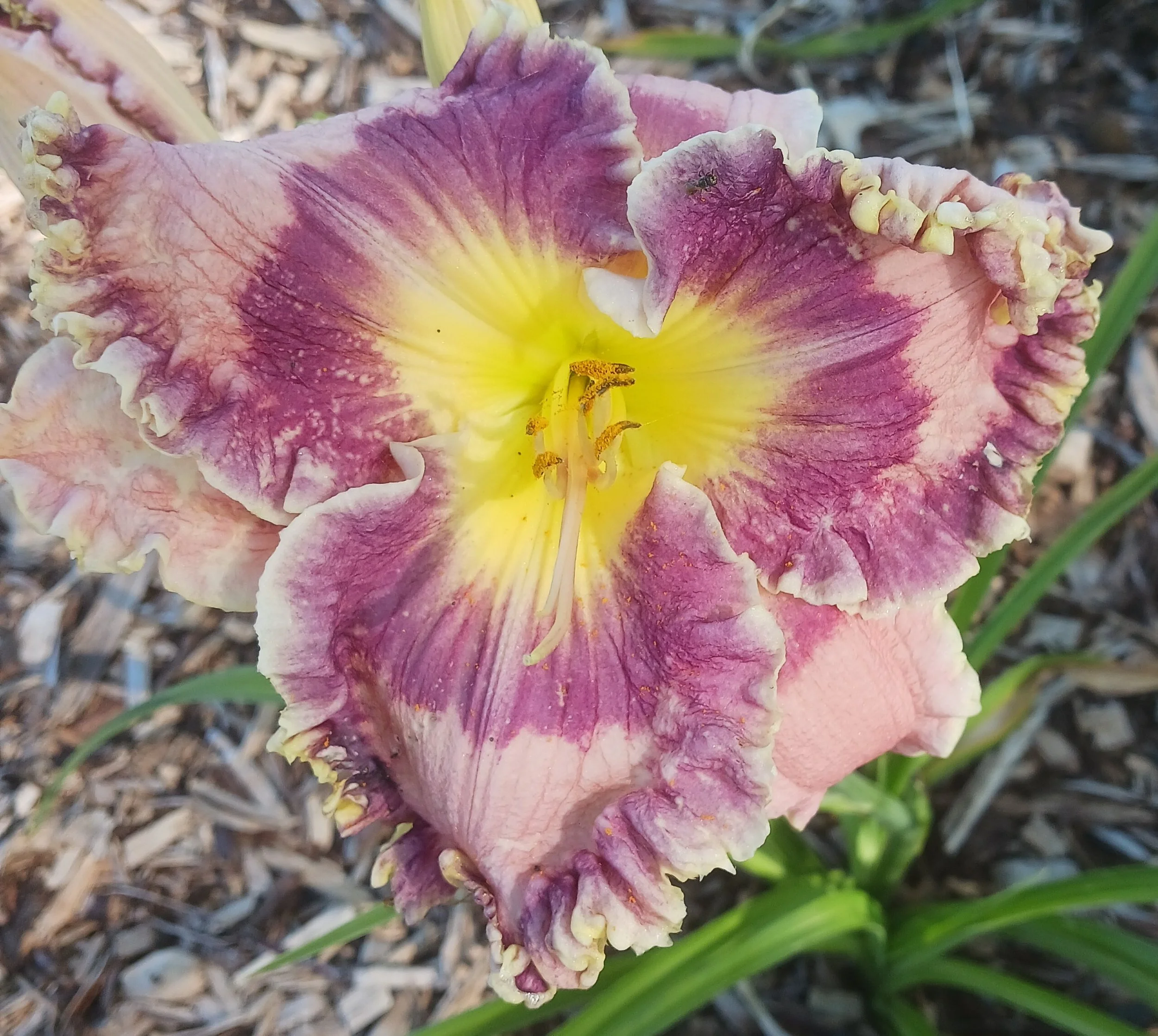 Born In California.jpg