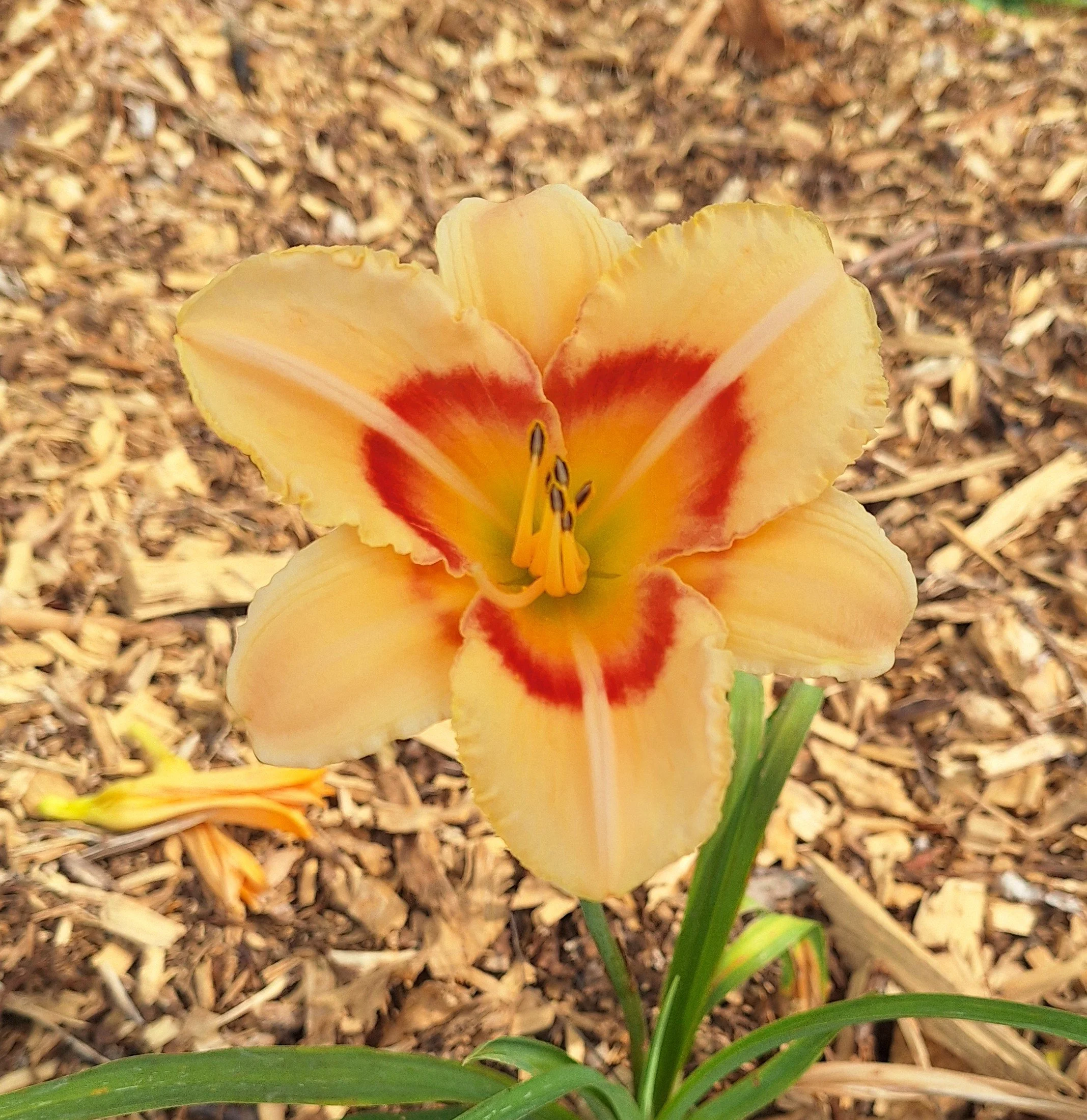 Dixie Peach