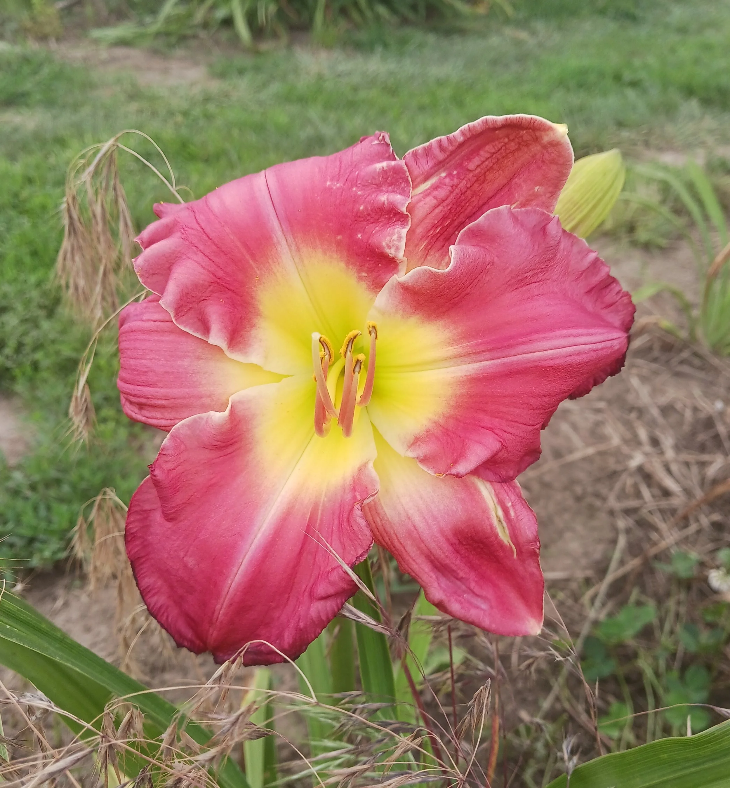 Angel Rose.jpg