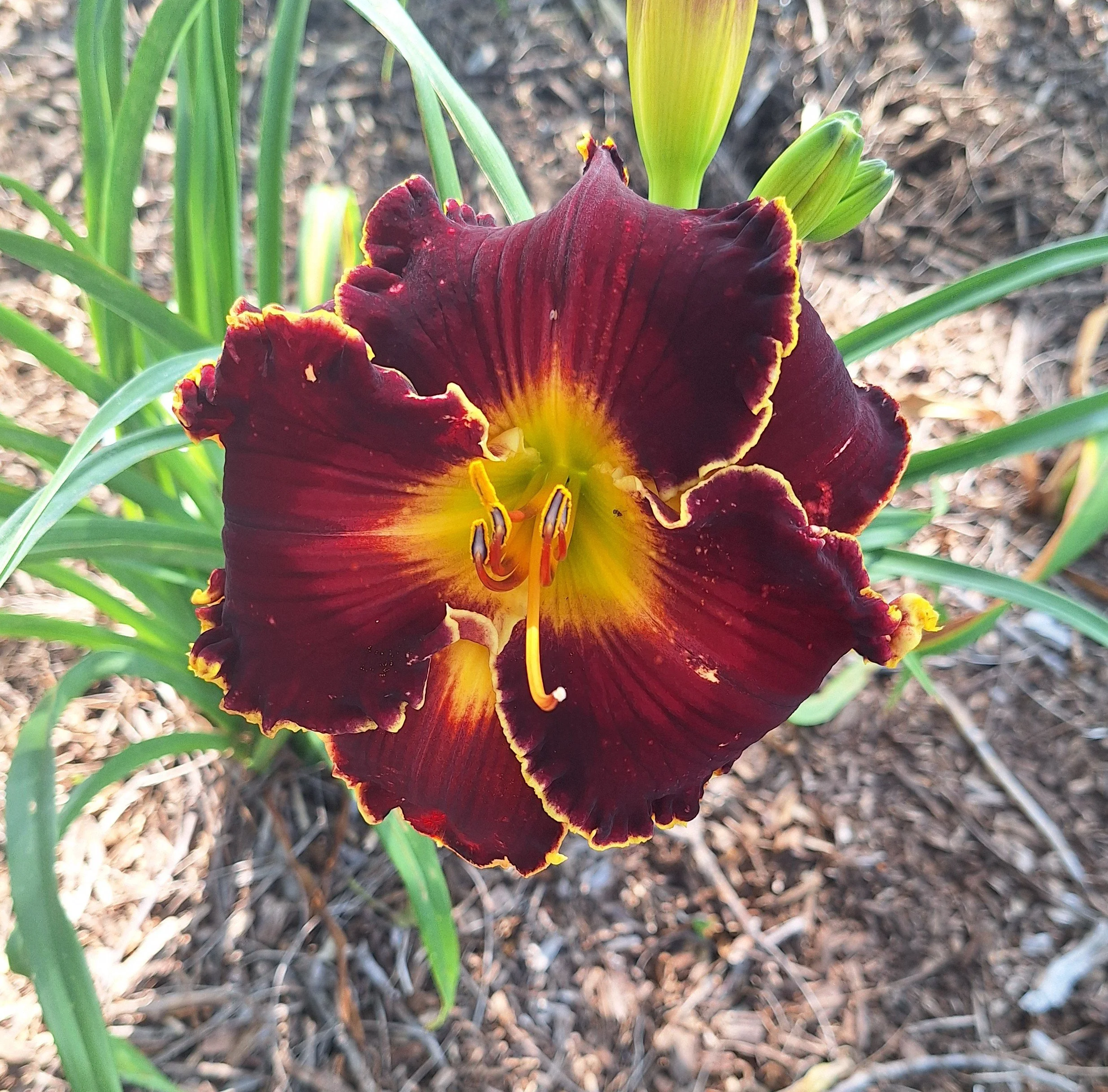 Spacecoast Congo Red.jpg