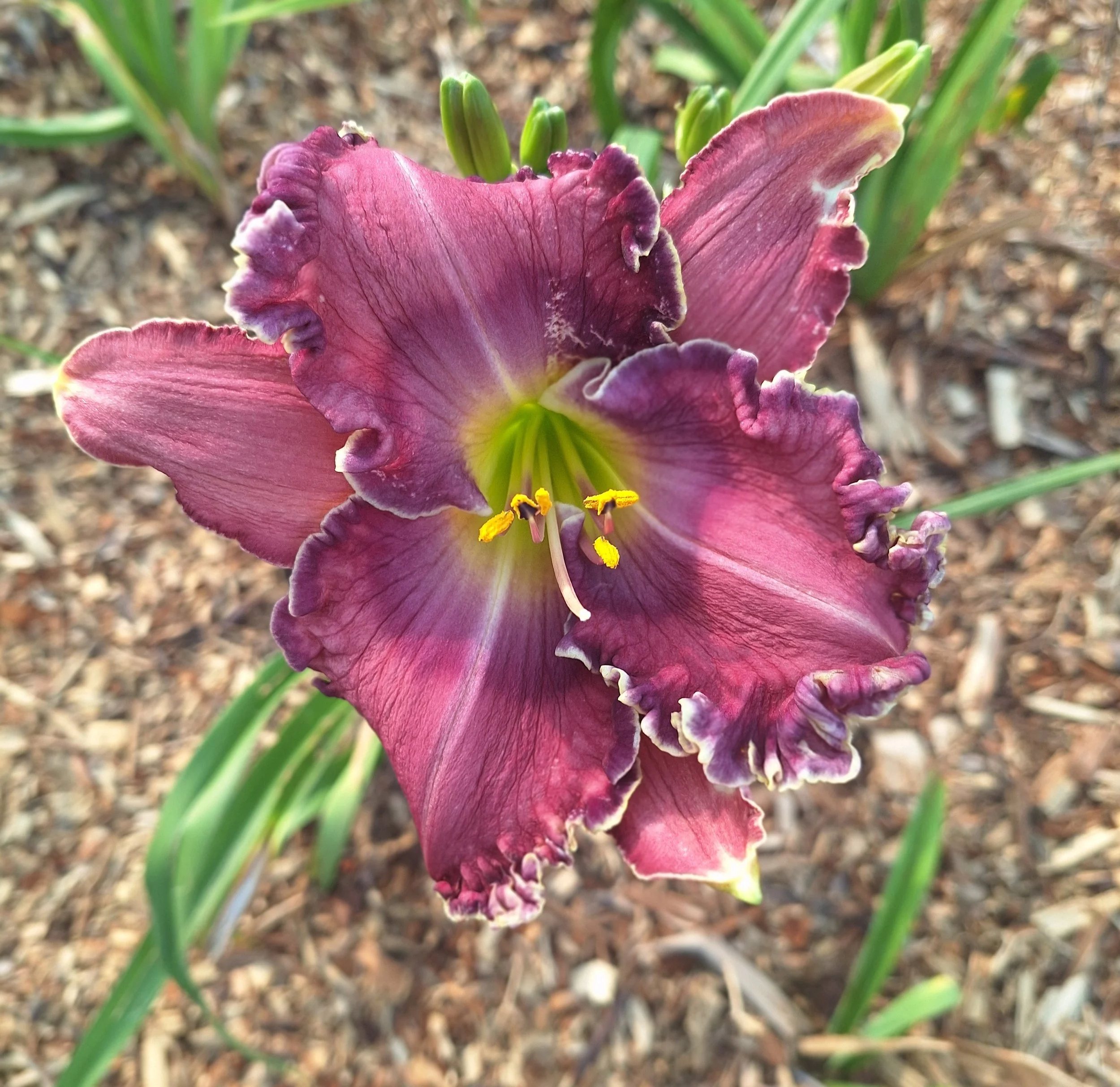 Purple Peace