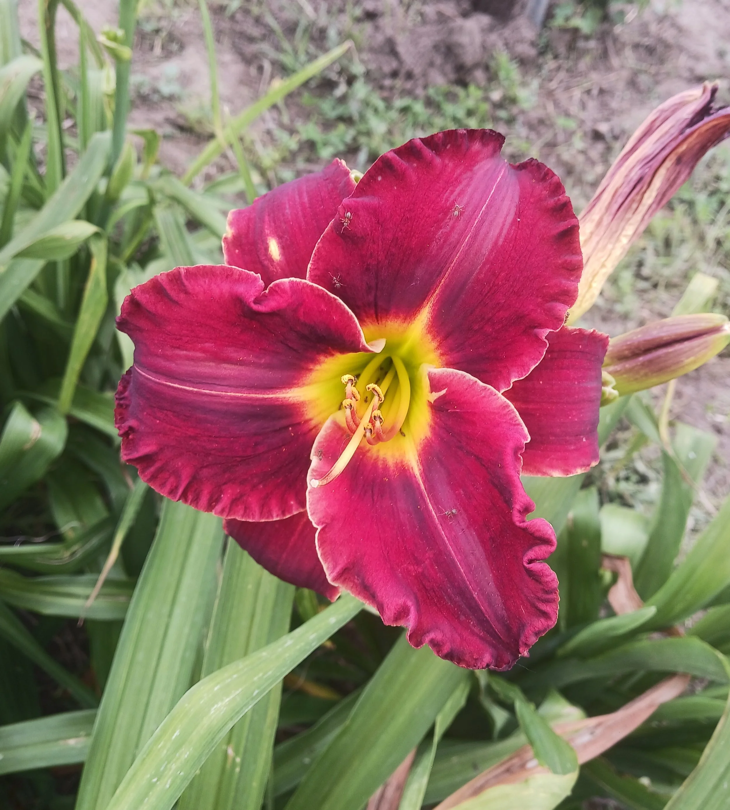 Velvet Thunder
