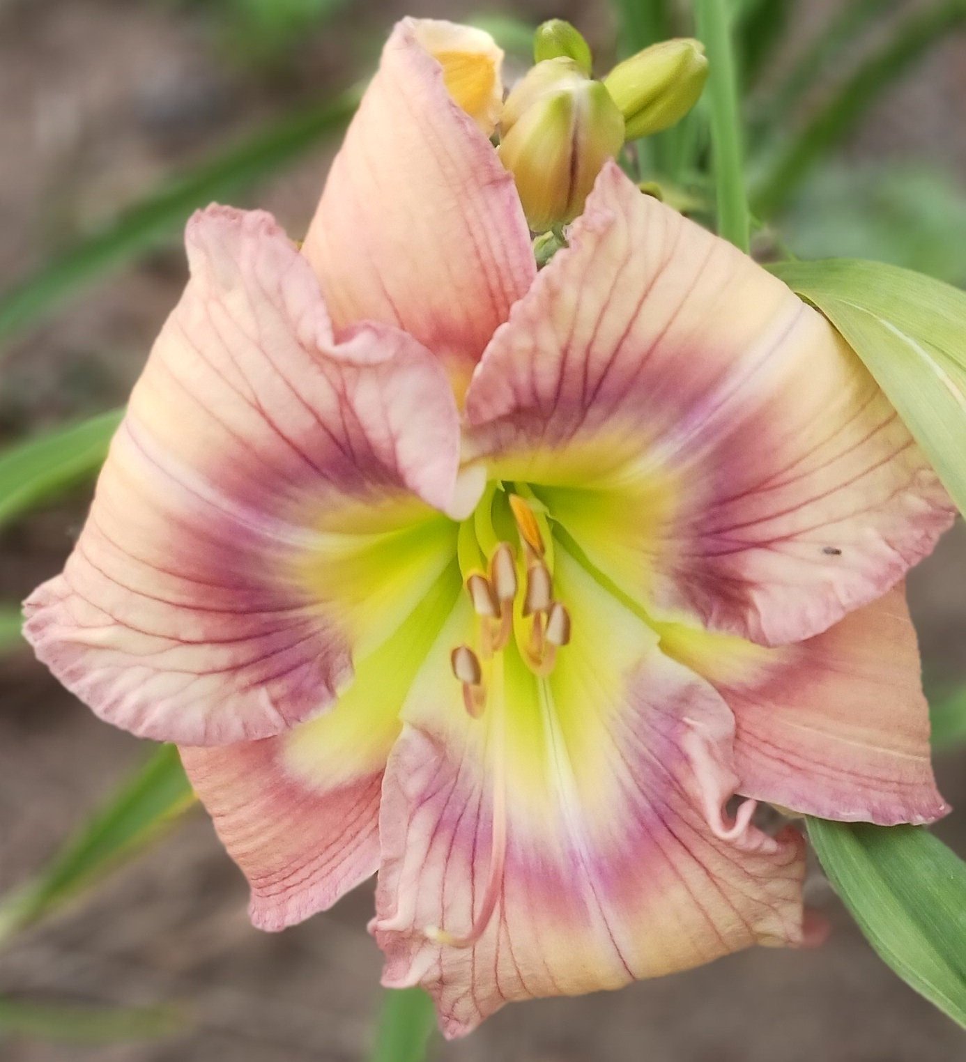 Carolina Heritage daylily