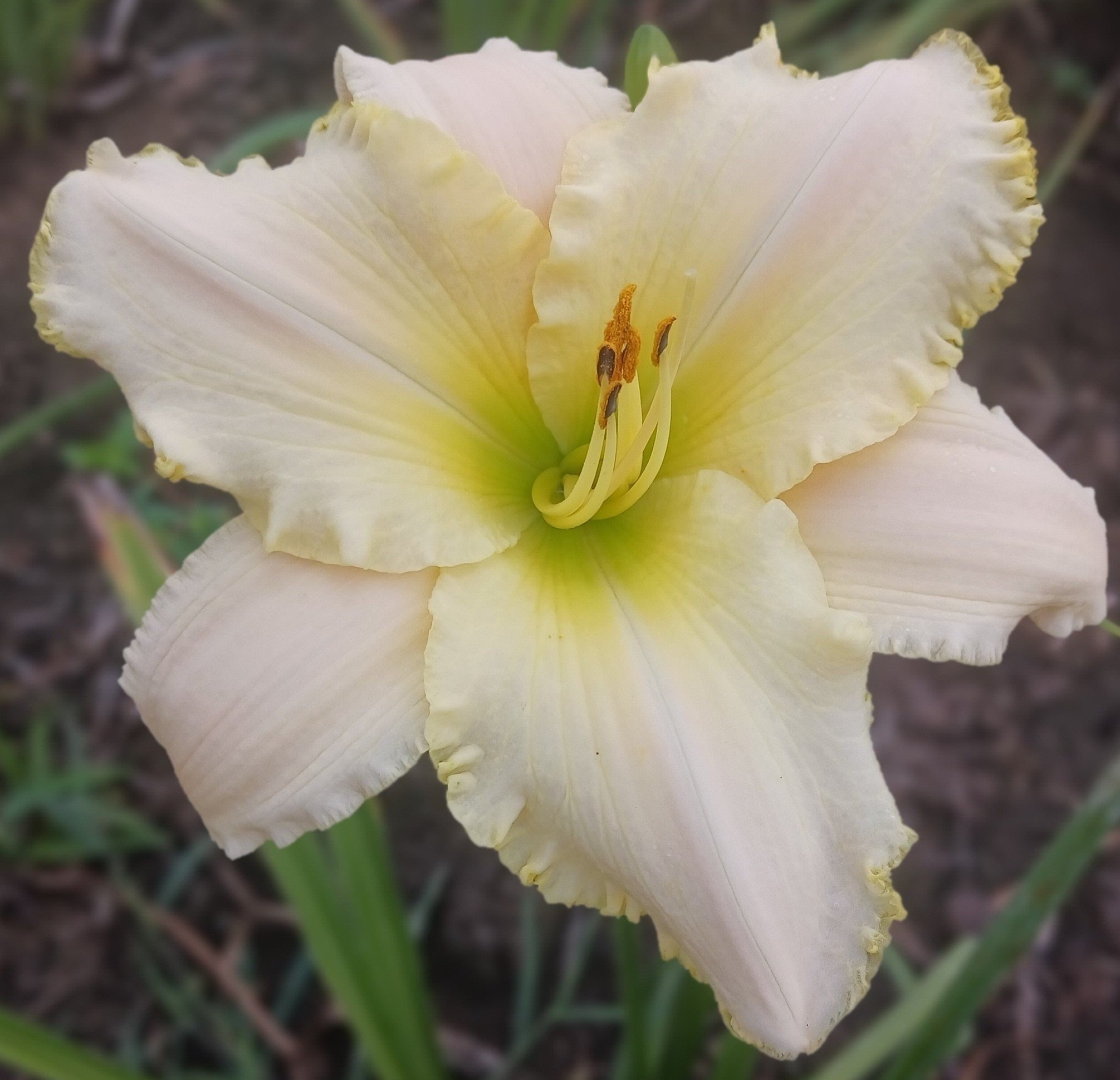 August Frost daylily