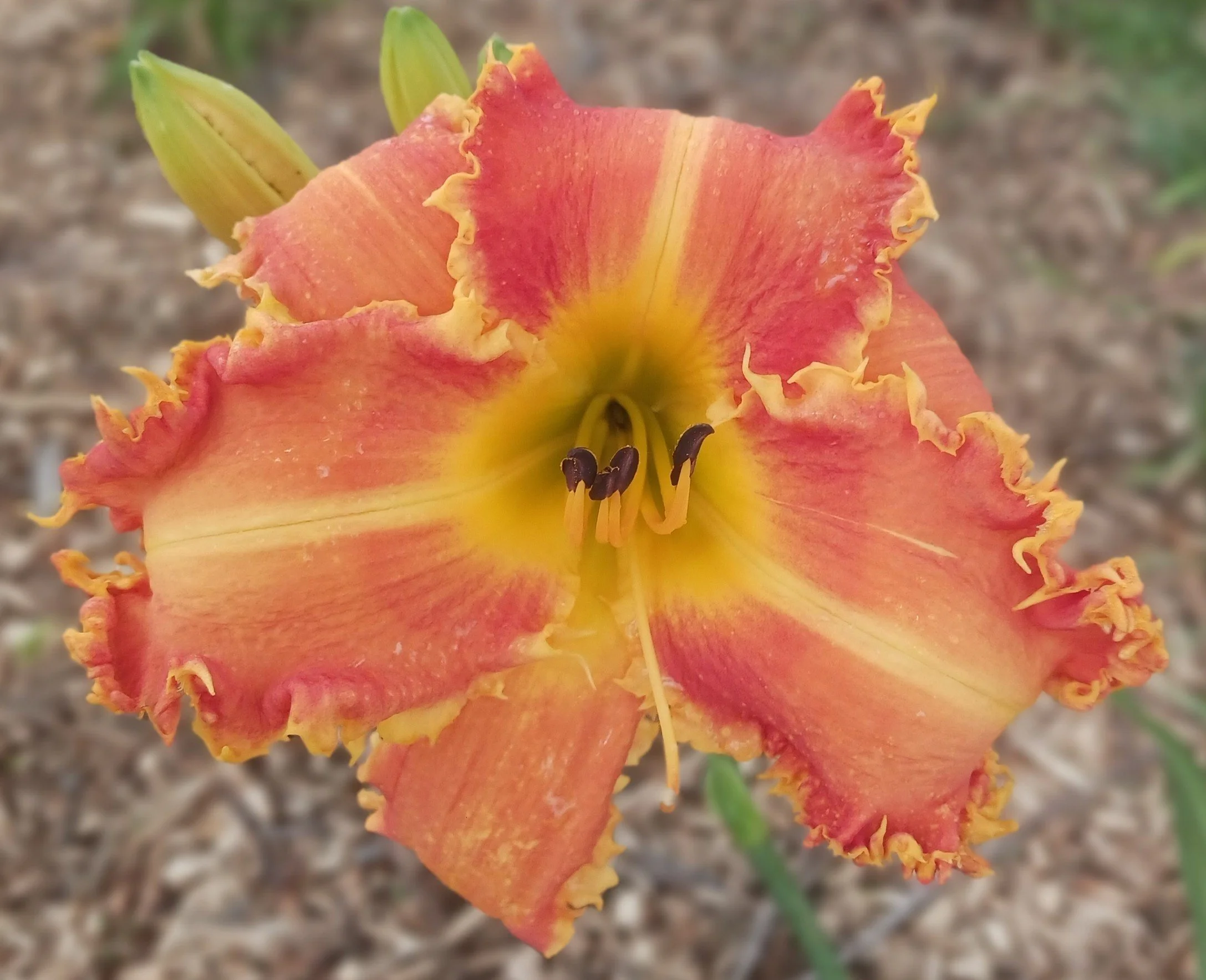 Hot Mess Express.jpg