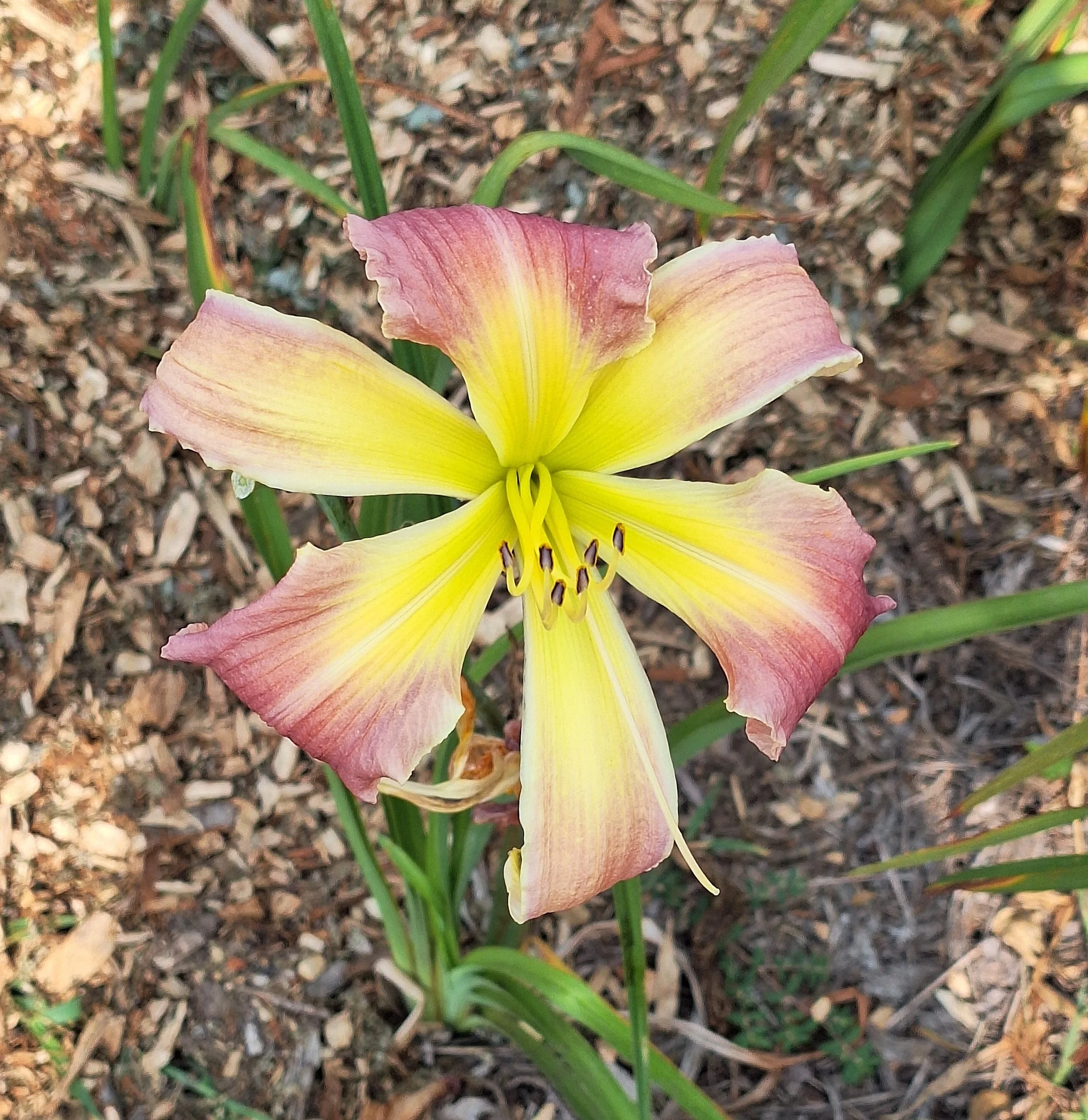 Websters Pink Wonder.jpg