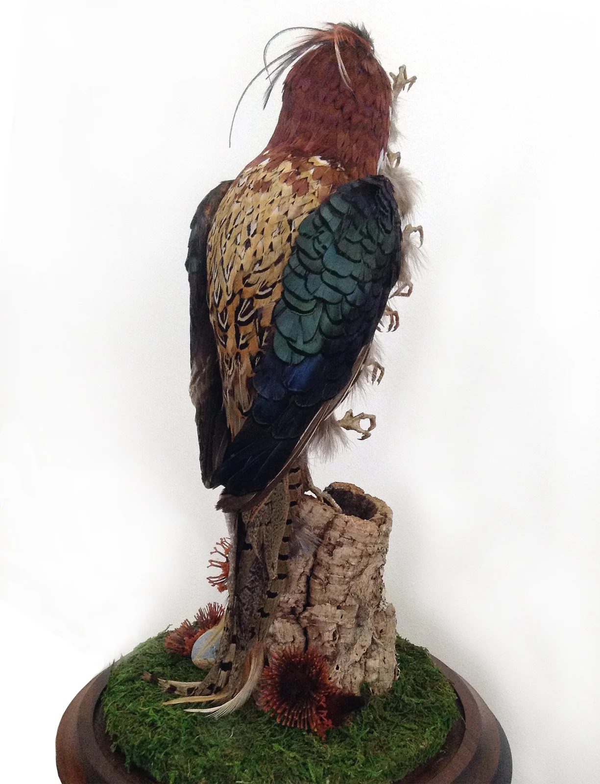 fullbackbird3.jpg
