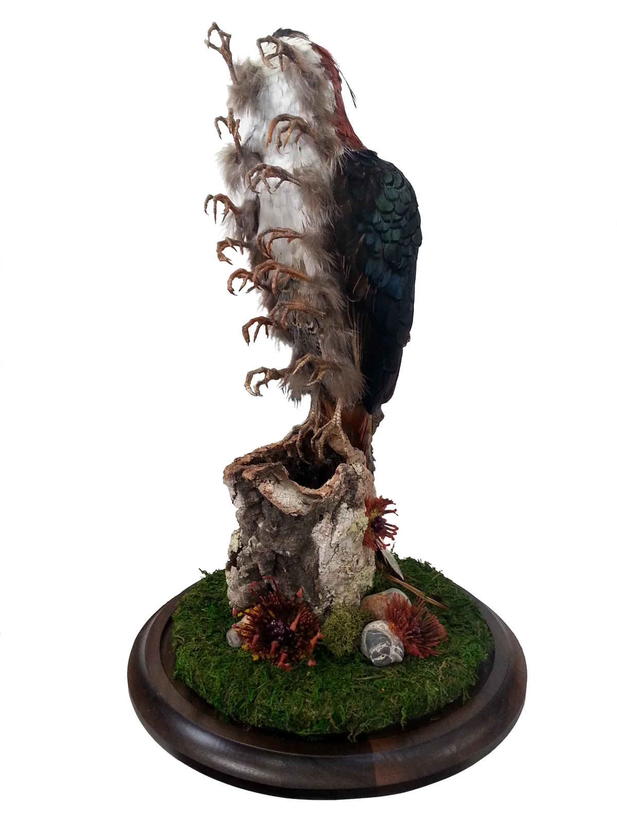 fullfrontbird3.jpg