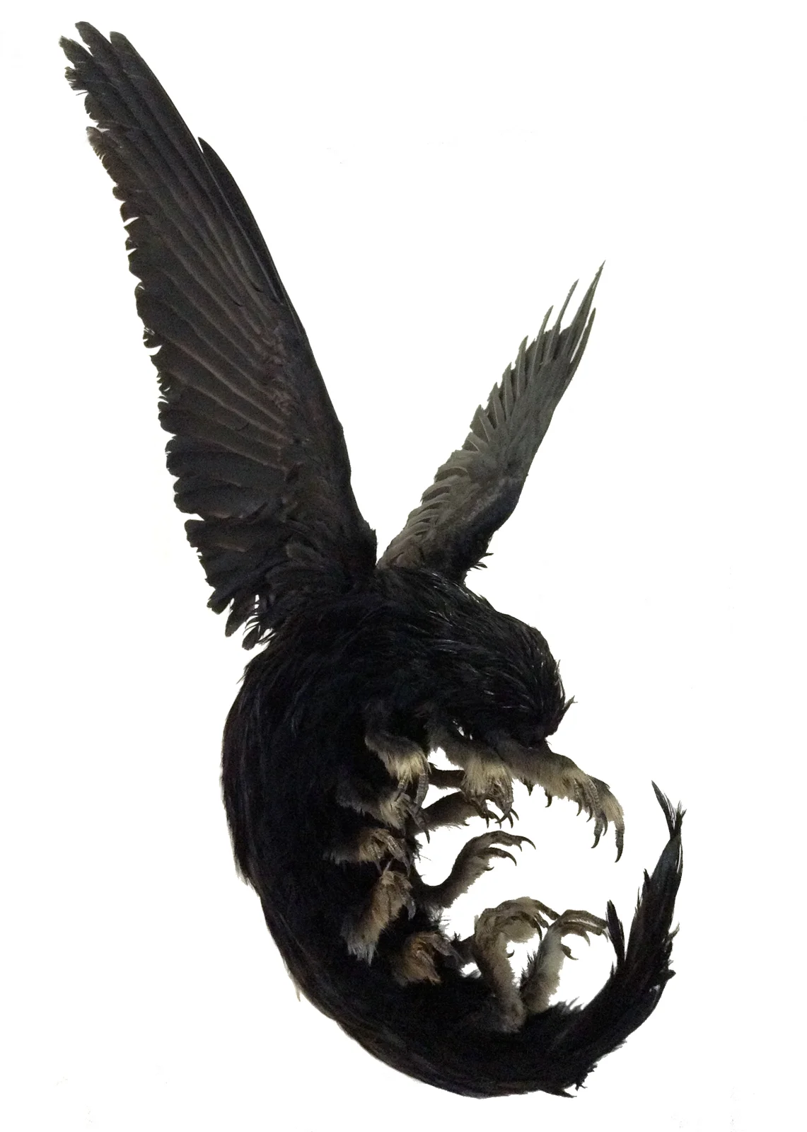 birdipedecleanangle.jpg