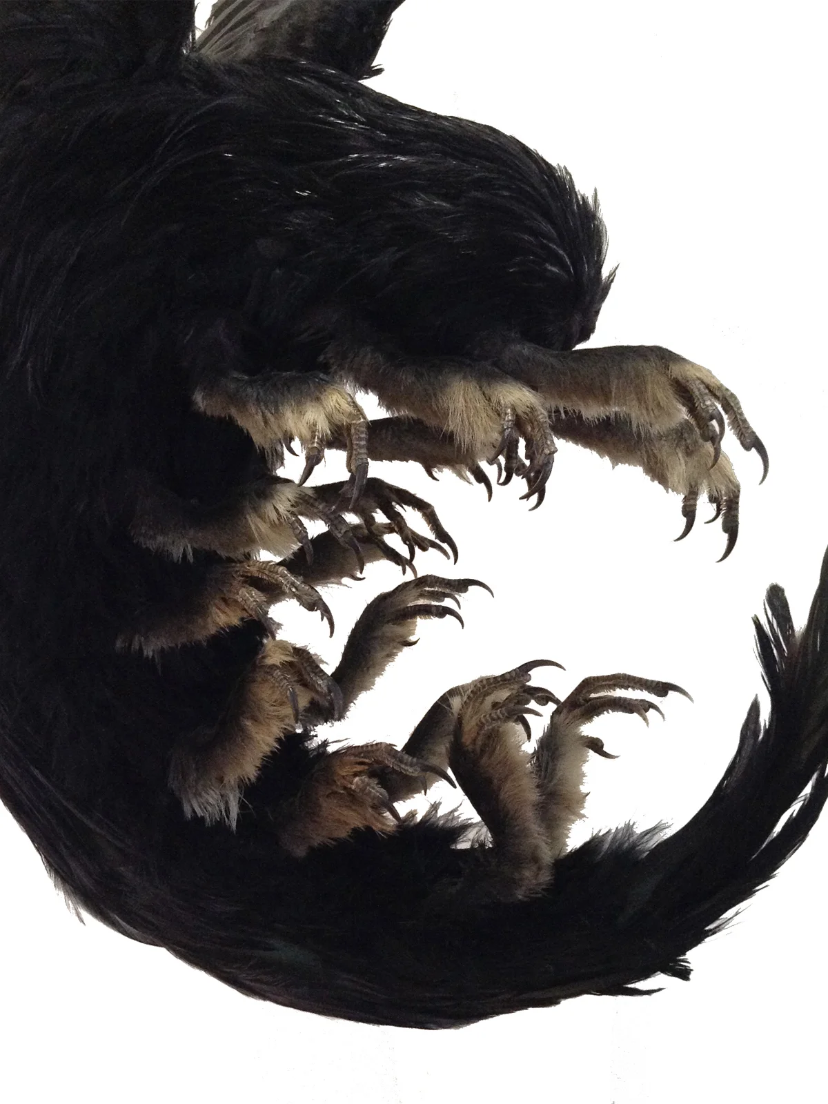 birdipedecleancloseup.jpg