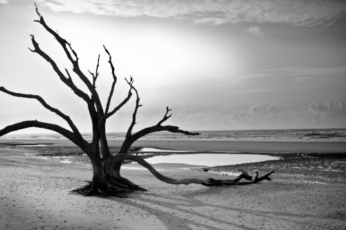 I photographed this tree dozens of times on this trip. In retrospect, it seems the tree was the perfect parallel to our life at the time. An isolated, but strong existence, holding its ground in spite of the wind, sun, and salt air.