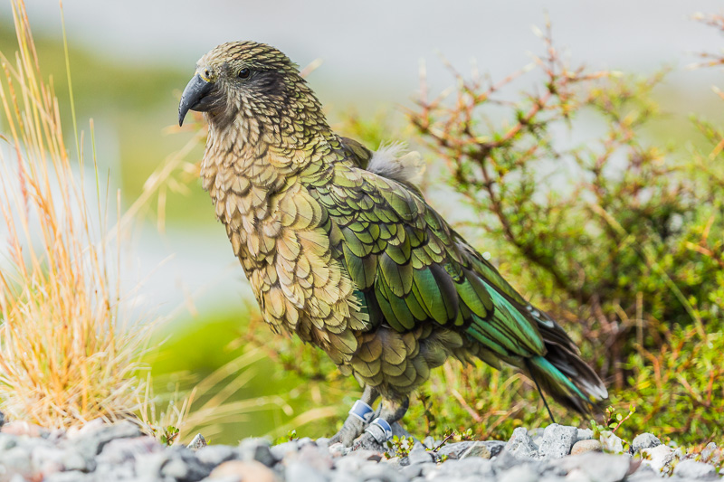 travel-tourism-kea-nestor-notabilis-parrot-arthurs-pass-christchurch-new-zealand.jpg