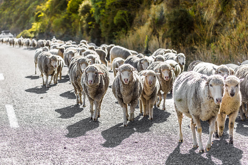 sheep-new-zealand-traffic-road-farming-agriculture-south-island.jpg