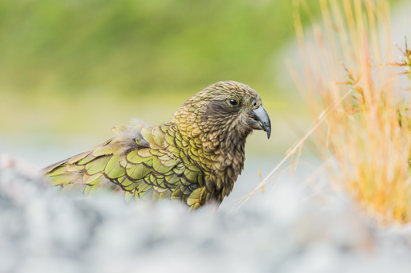 kea-nestor-notabilis-parrot-kiwi-new-zealand-south-island-arthurs-pass-travel-tourism.jpg