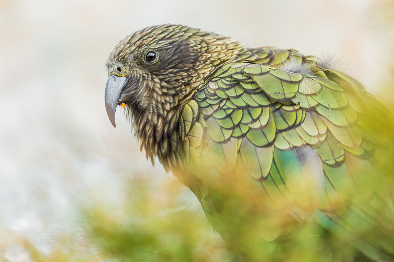 new-zealand-south-island-arthurs-pass-christchurch-parrot-nestor-notabilis-kea.jpg