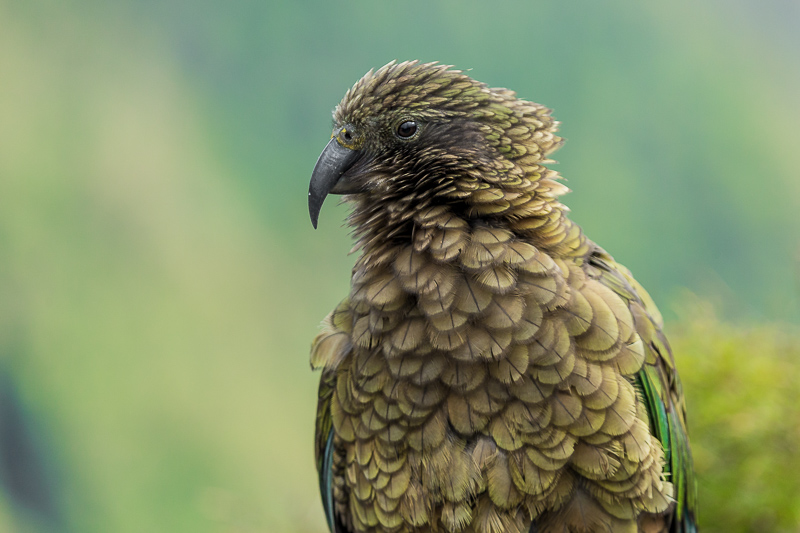 kea-nestor-notabilis-female-bird-parrot-fauna-new-zealand-wildlife-arthurs-pass.jpg