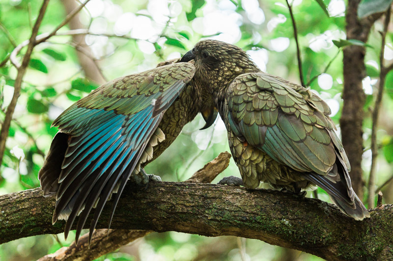 chick-parent-parents-kea-nestor-notabilis-wing-feathers-feeding.jpg