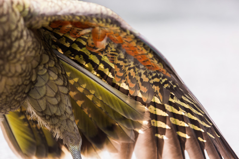 close-up-feather-feathers-wing-wings-south-island-arthurs-pass-new-zealand.jpg