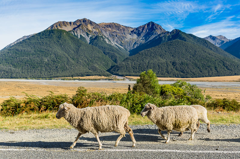 arthurs-pass-south-island-new-zealand-sheep-landscape-travel-tourism-trip-oceania.jpg