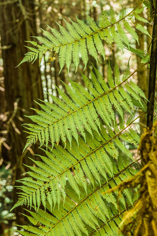 detail-leaves-fern-redwoods-treewalk-amalia-bastos-photography-new-zealand.jpg