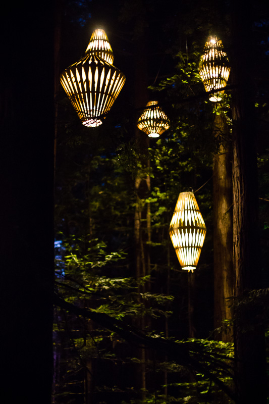 lights-redwoods-treewalk-sequoia-california-redwoods-amalia-bastos-photography-new-zeland.jpg