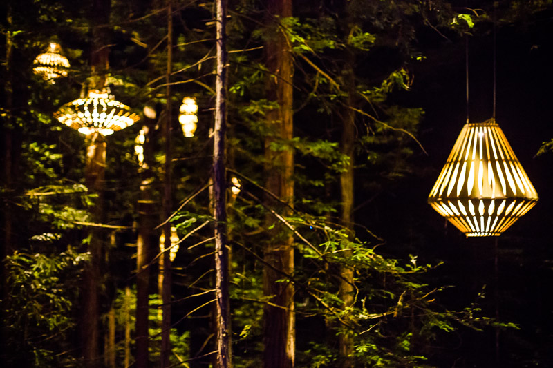 redwoods-treewalk-night-evening-dark-lamps-lights-amalia-bastos-photography.jpg