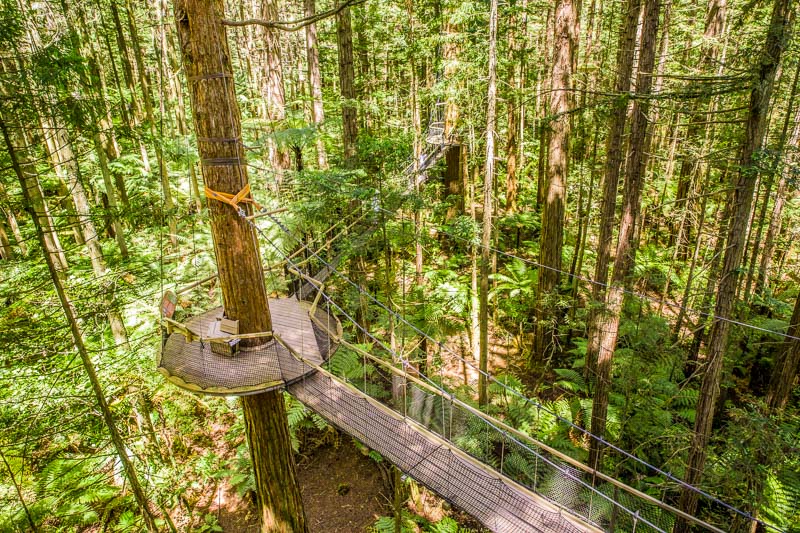 redwoods-treewalk-platform-rotorua-new-zealand-north-island-roadtrip-amalia-bastos.jpg