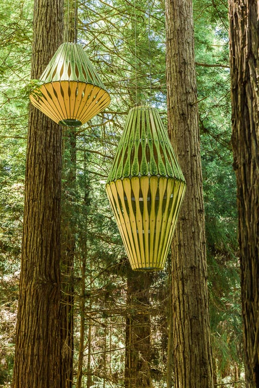 sequoia-sempervirens-redwoods-treewalk-new-zealand-north-island-amalia-bastos-photography.jpg