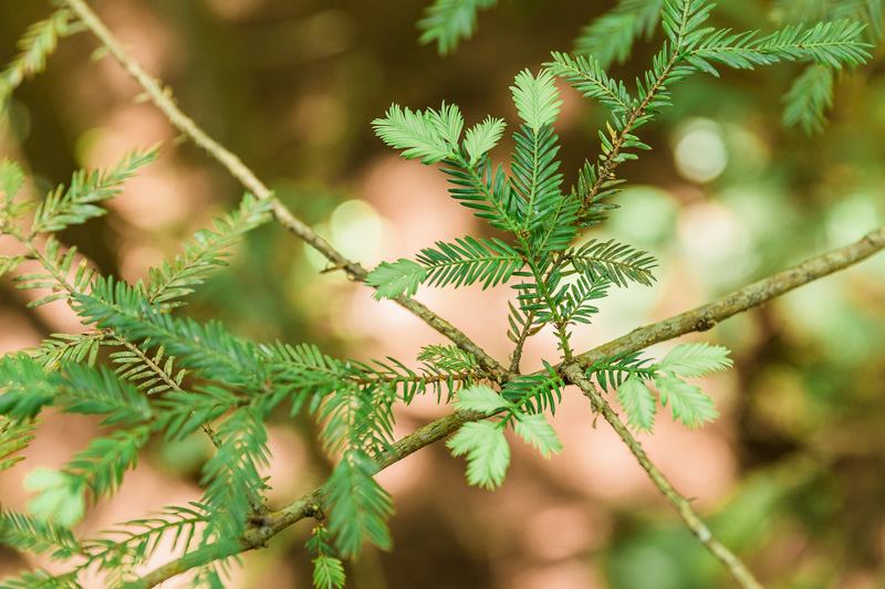 sequoia-sempervirens-leaves-redwoods-treewalk-new-zealand-amalia-bastos-photography.jpg