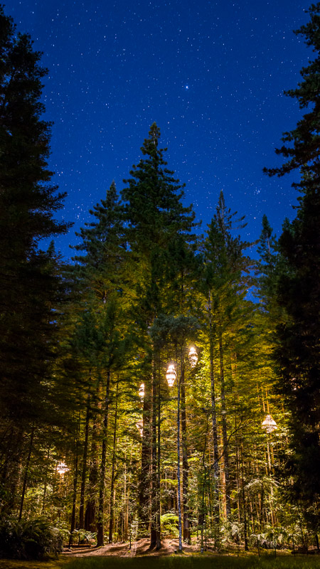 redwoods-treewalk-night-stars-travel-trip-tourism-new-zealand-north-island-amalia-bastos-photography.jpg