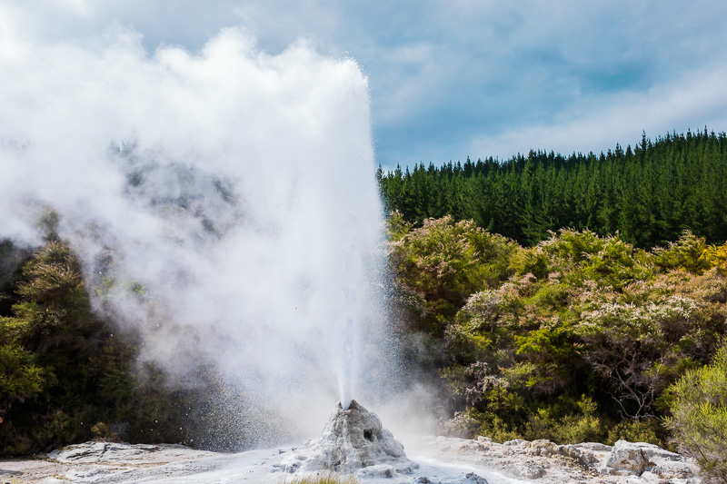 lady-knox-geyser-amalia-bastos-photography-rotorua-geothermal-eruption-travel.jpg