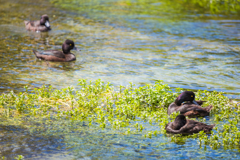 hamurana-springs-ducks-wildlife-birdwatching-photography-amalia-bastos-new-zealand-rotorua-north-islan.jpg