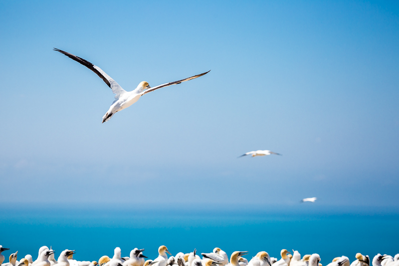 cape-kidnappers-australasian-gannet-birds-wildlife-photography-new-zealand.jpg