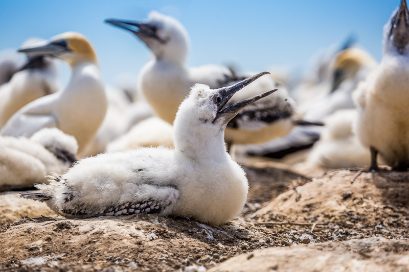 chick-australasian-gannet-colony-north-island-napier-cape-kidnappers-nz.jpg