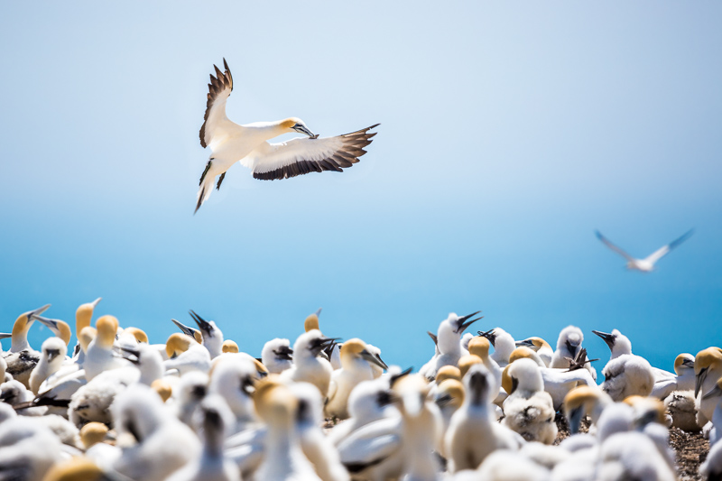 flying-gannet-fishing-new-zealand-cape-kidnappers-napier-north-island.jpg