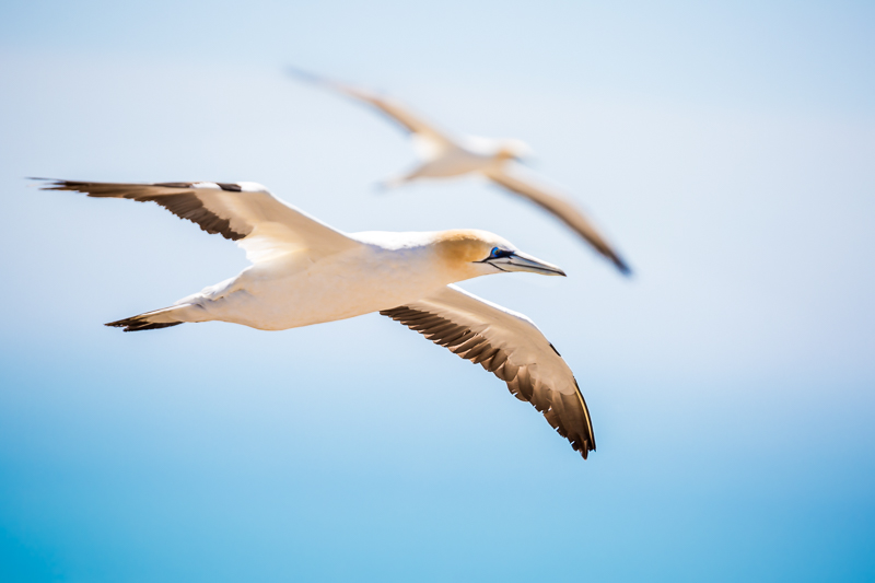 gannet-colony-australasian-new-zealand-wildlife-photography-flying-seabird.jpg