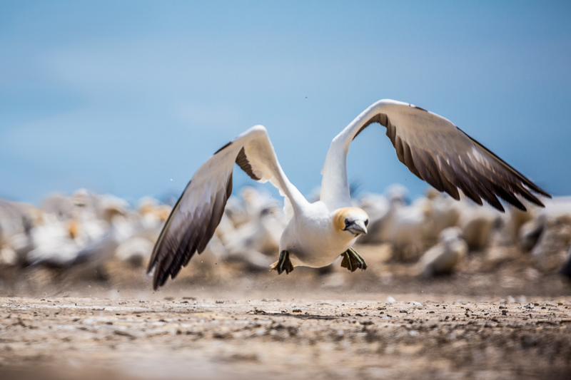 gannet-take-off-australasia-new-zealand-cape-kidnappers-north-island.jpg
