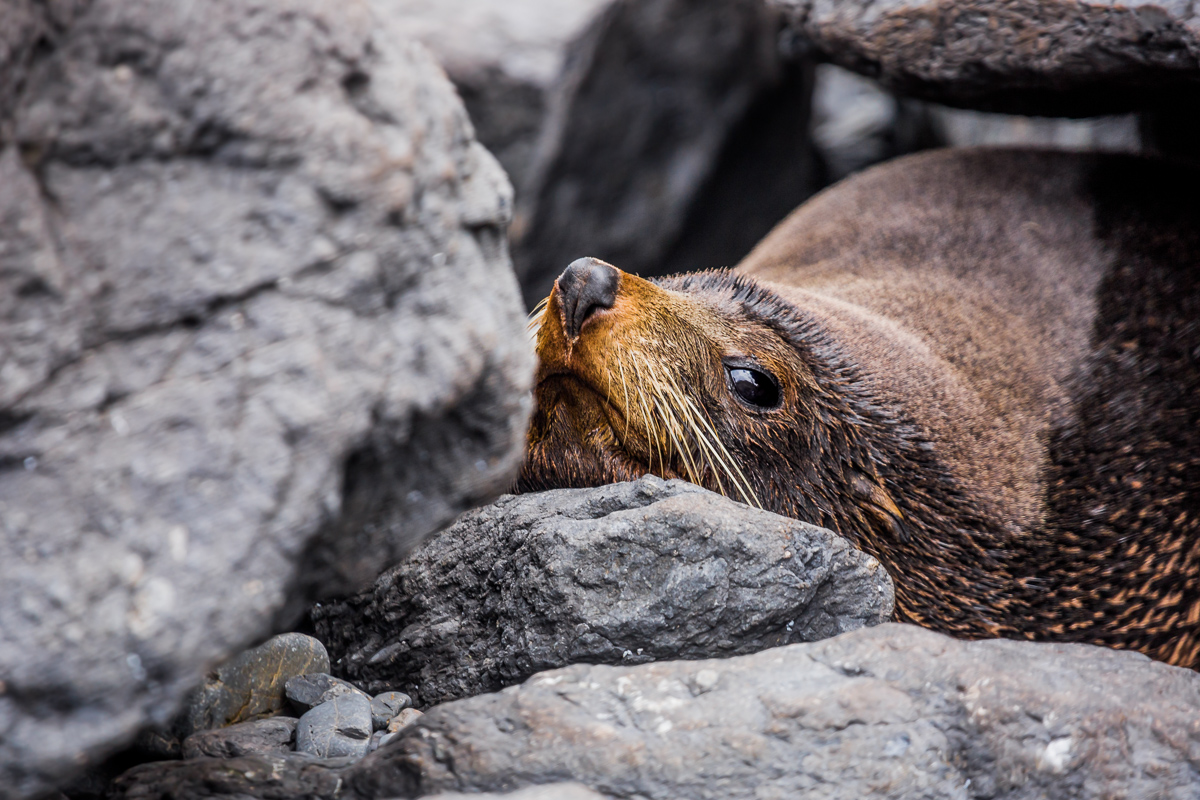 sea-lion-wildlife-photography-new-zealand-north-island-wairarapa.jpg