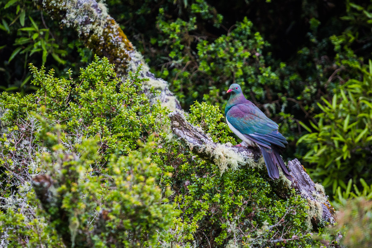 Hemiphaga-kereru-new-zealand-pigeon-wildlife-nz-north-island-birdwatching.jpg