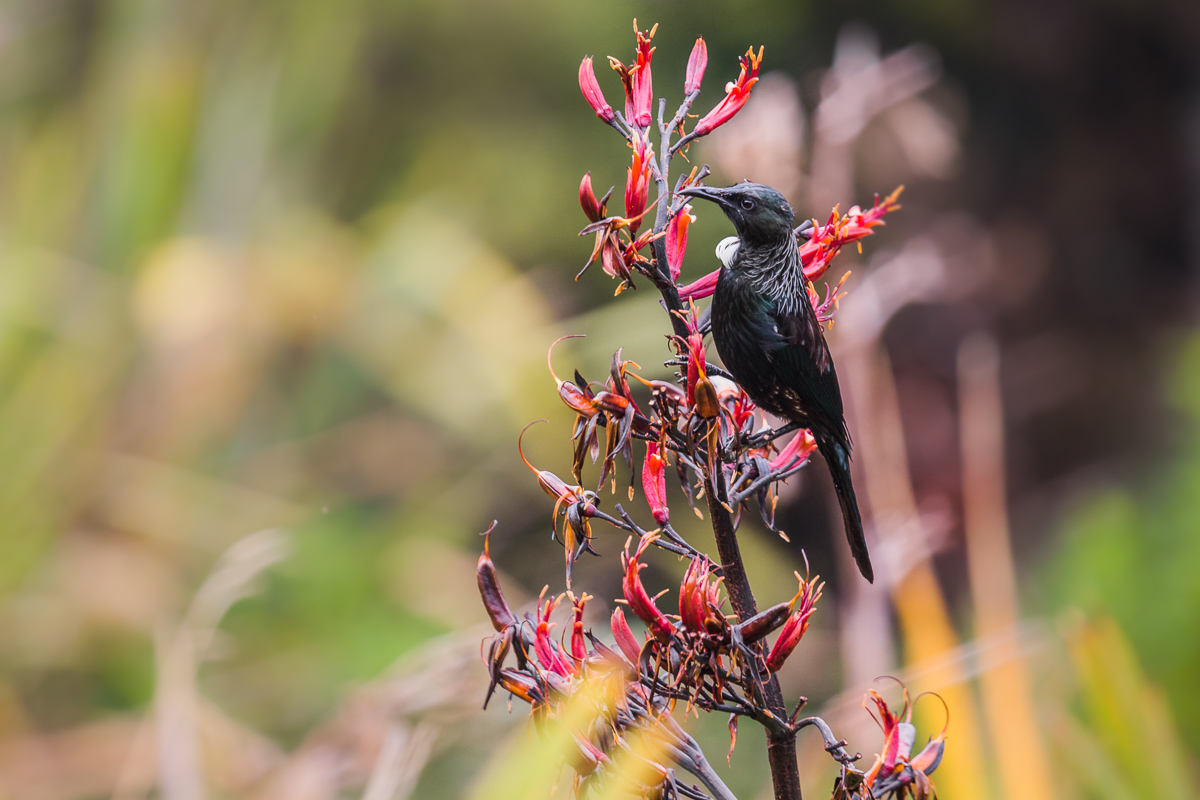 Prosthemadera-novaeseelandiae-tui-bird-new-zealand-wildlife-photographer-mt-bruce-wildlife.jpg