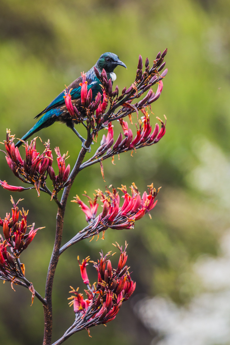 Prosthemadera-novaeseelandiae-tui-bird-new-zealand-wildlife-photographer-mt-bruce-birdwatching.jpg