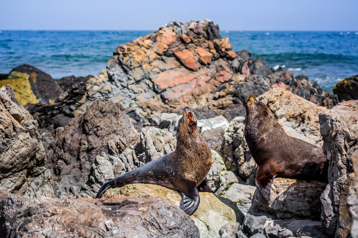 cape-palliser-sealions-wildlife-photographer-new-zealand-north-island-amalia-bastos.jpg