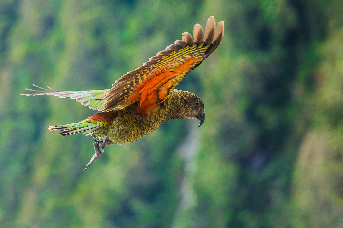 kea-flying-amalia-bastos-photography-wildlife-new-zealand-auckland-christchurch.jpg