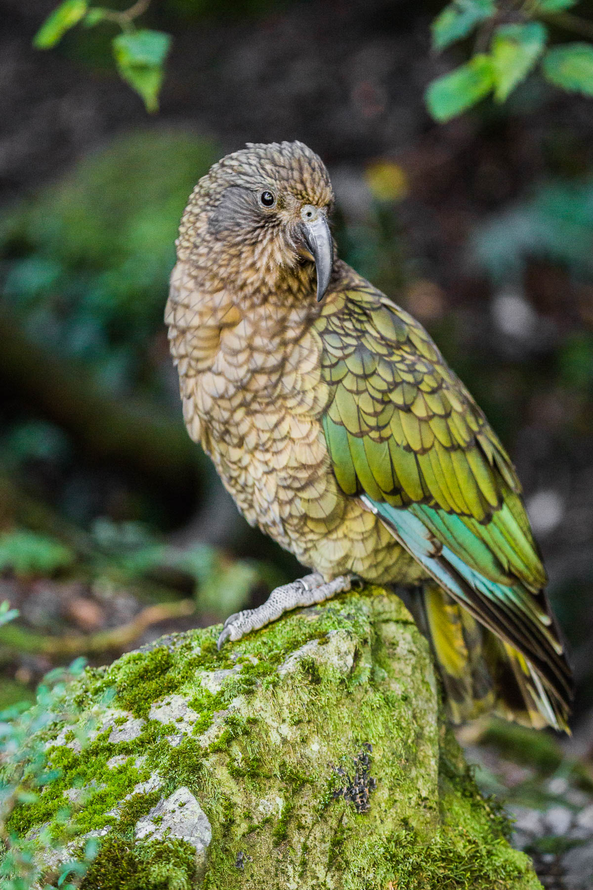 kea-adult-arthurs-pass-male-deaths-corner-wildlife-new-zealand-endemic-species-parrot-alpine.jpg