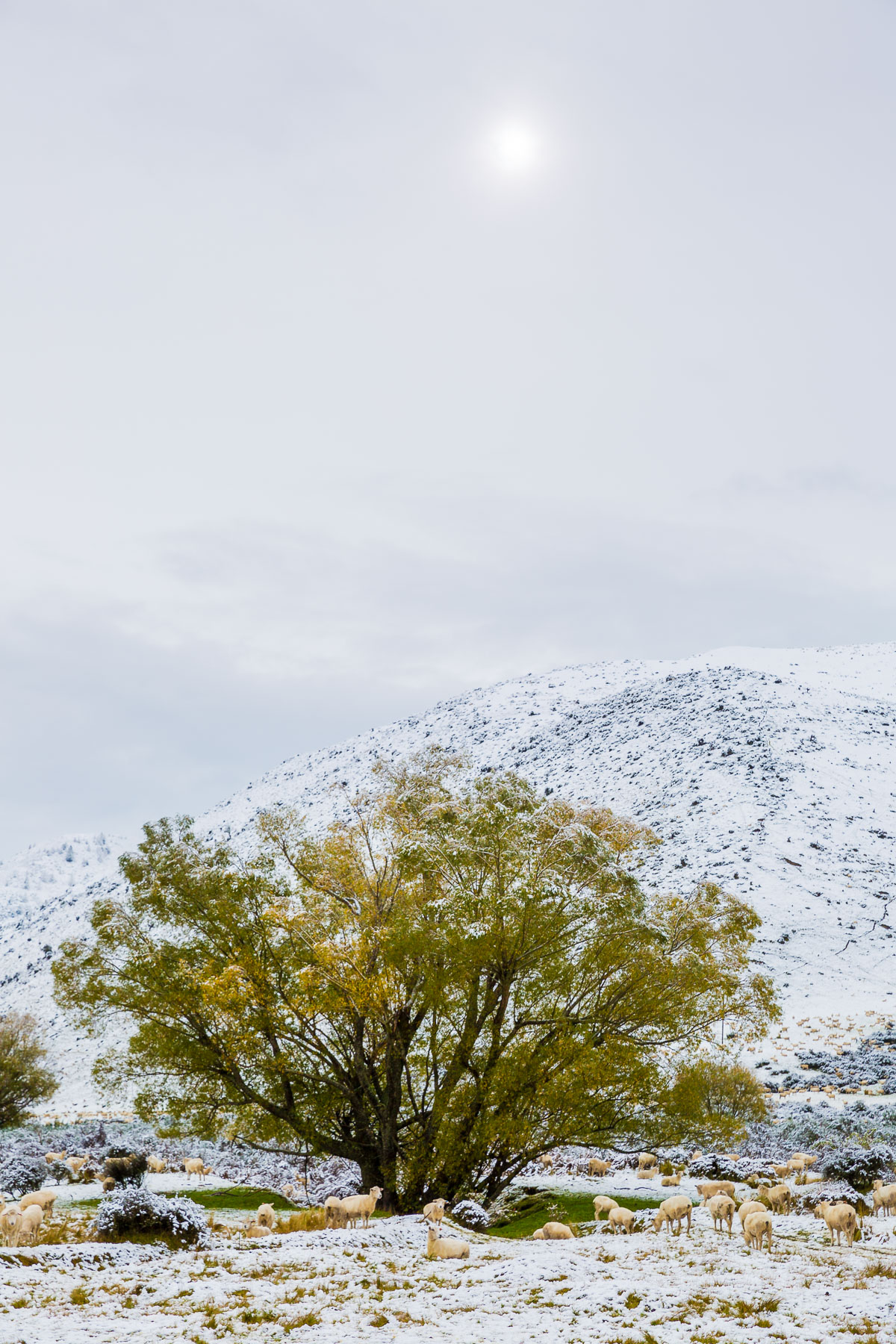 farm-morning-lake-tekapo-fresh-snow-snowfall-storm-autumn-crisp-cold-sheep.jpg