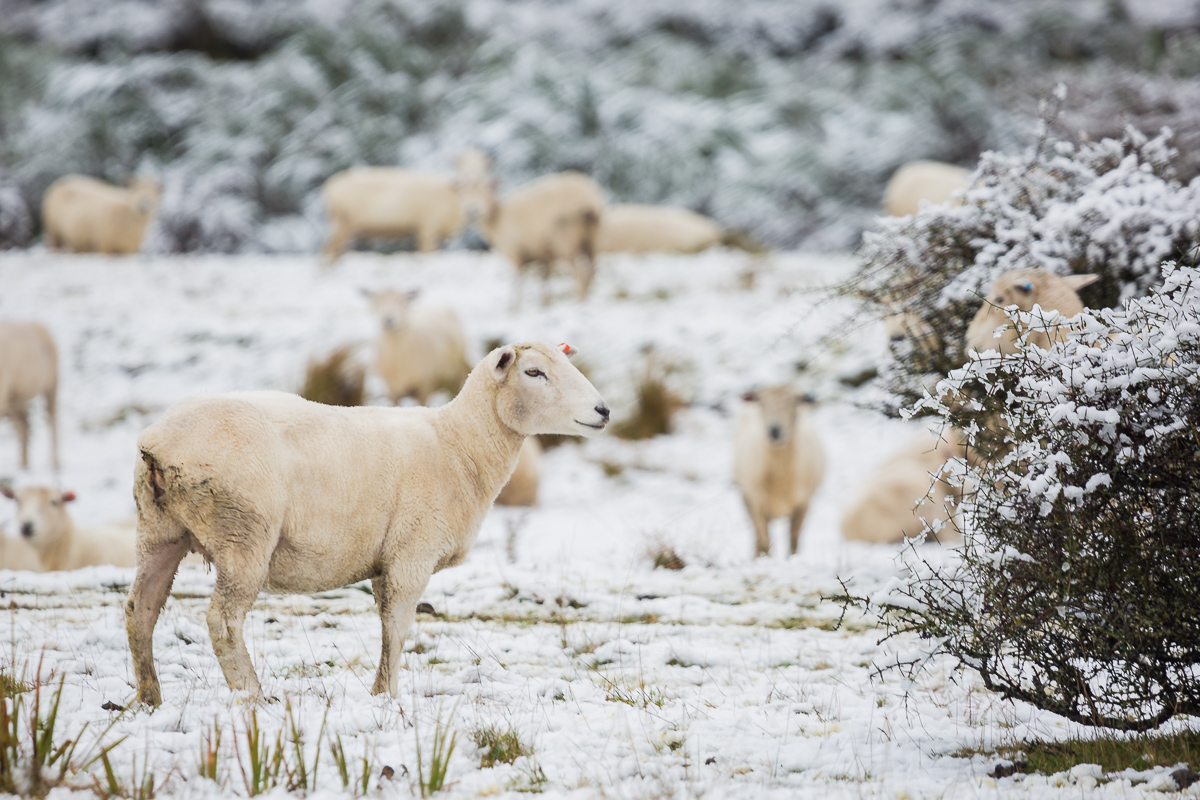 sheep-snow-south-island-new-zealand-autumn-cold-lake-tekapo-mount-cook.jpg