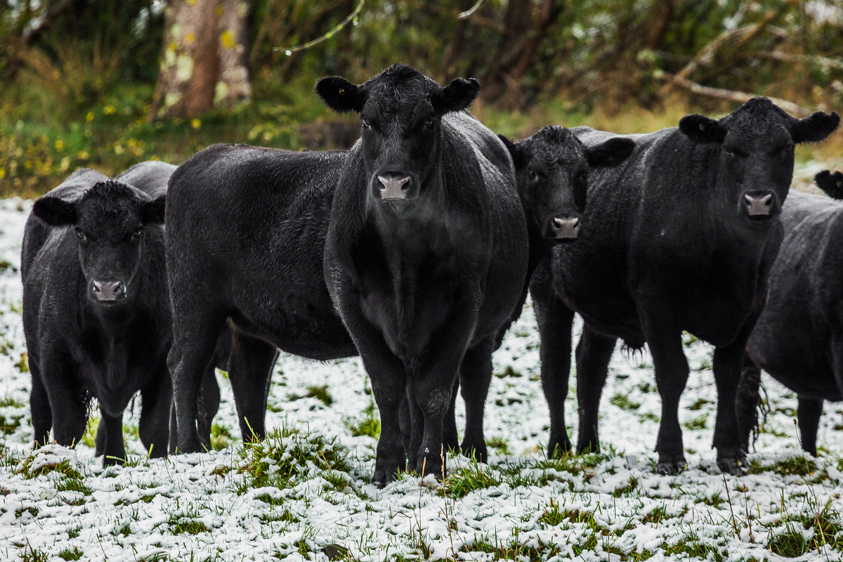 snow-lake-tekapo-cow-cows-steer-bull-farm-new-zealand-rural-south-island-snowing.jpg