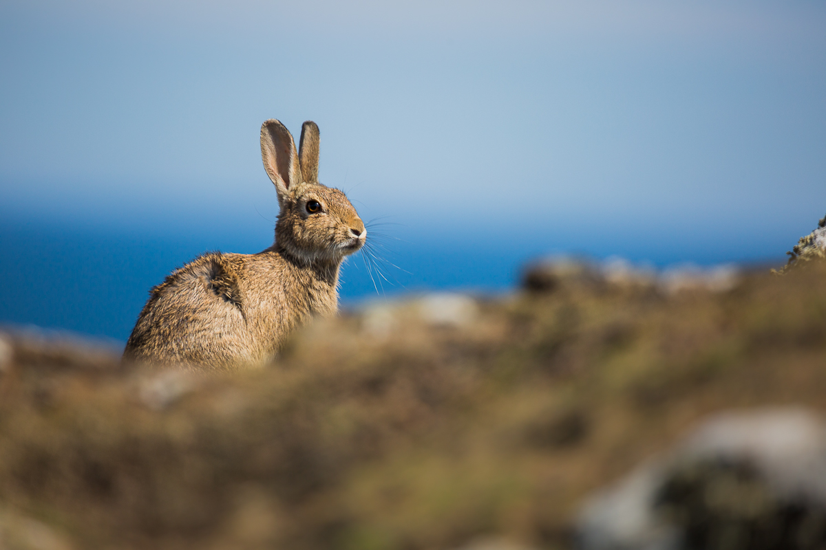 hare-rabbit-isle-of-may-scotland-UK-st-andrews-wildlife-photography-island-ecology.jpg