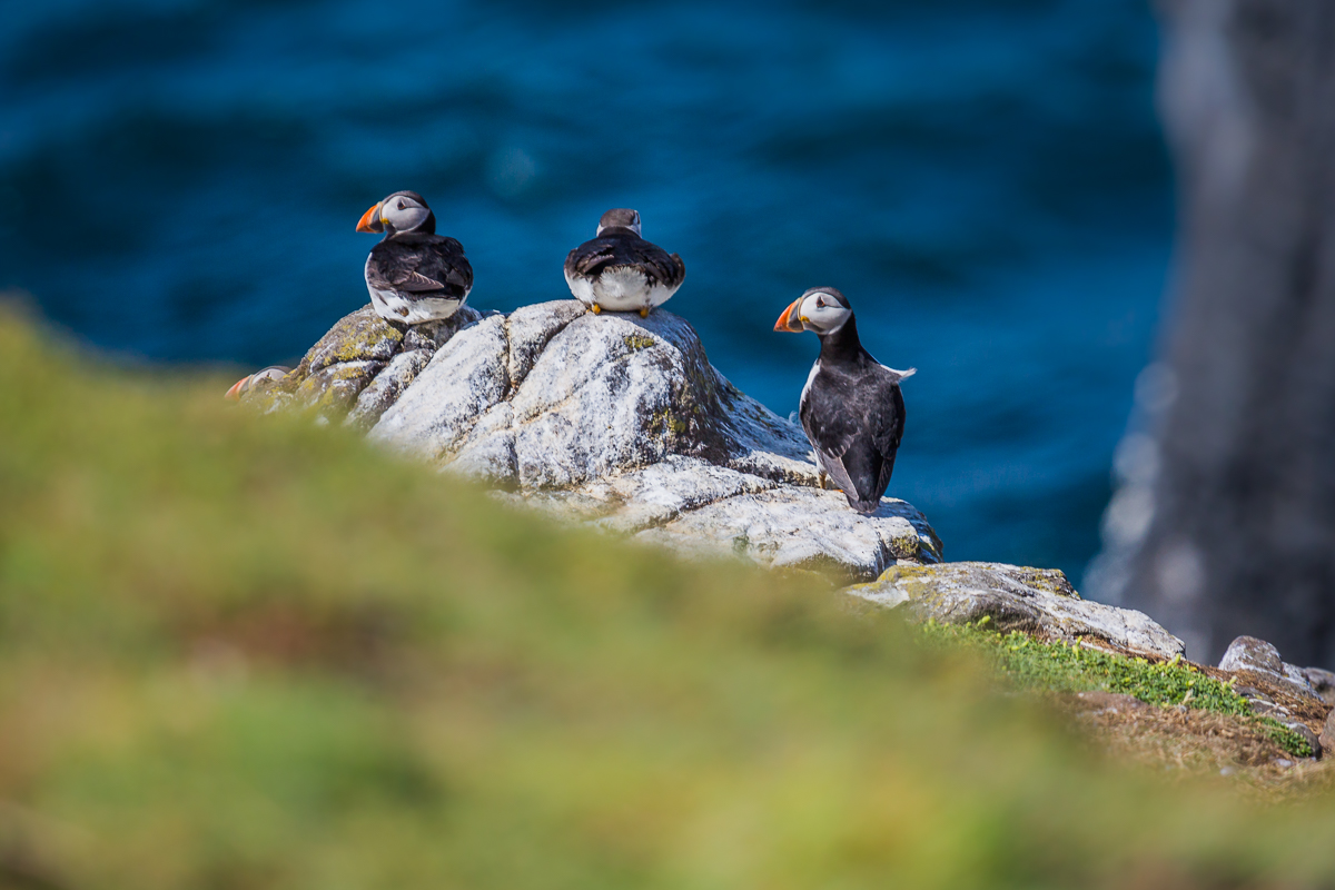 atlantic-puffin-common-fratercula-arctica-isle-of-may-wildlife-photography-tourism-trip-tour.jpg